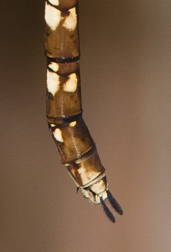 Adversaeschna brevistyla